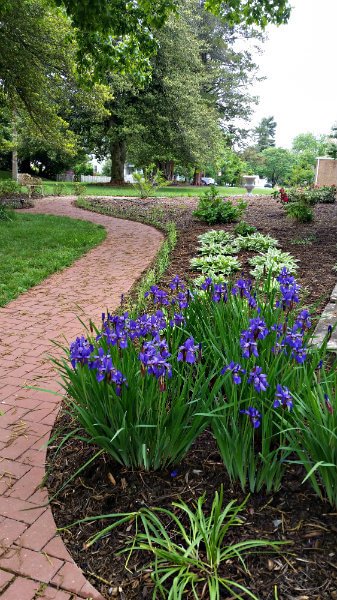 Outdoor landscaping featuring several green leafy plants with purple flowers next to a winding red brick path