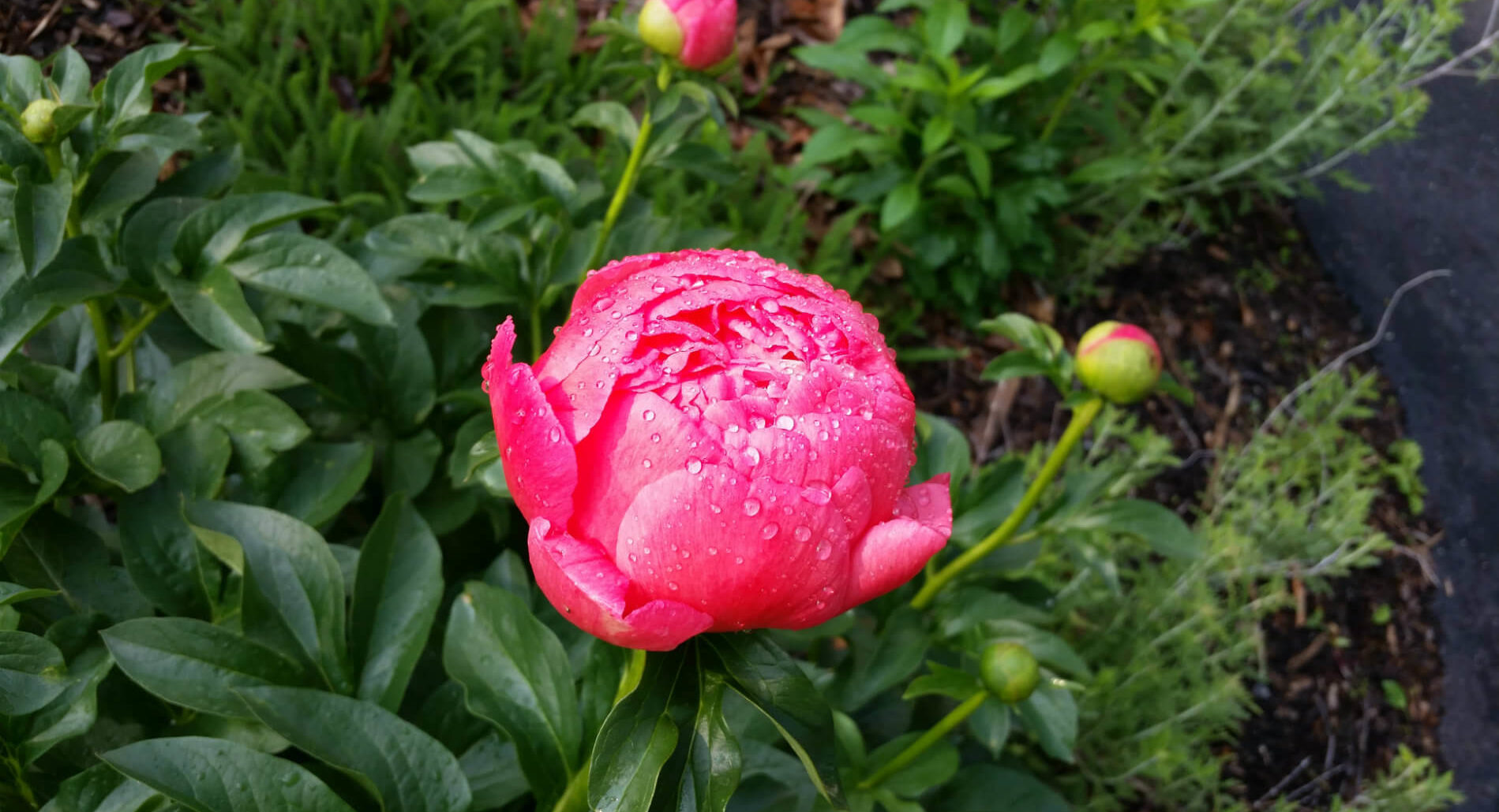 Bright pink flower covered in dew drops surrounded by green leaves