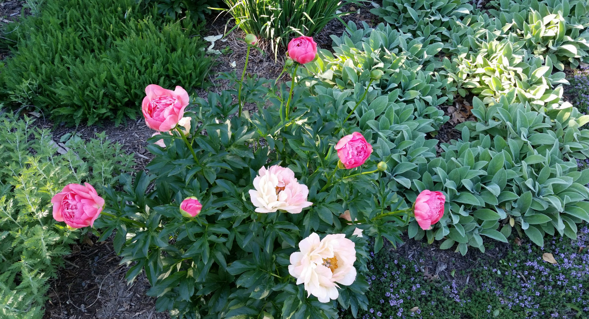 Several green leafy outdoor plants with hot pink and light pink flowers