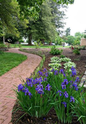 Outdoor landscaping featuring several green leafy plants with purple flowers next to a winding red brick path