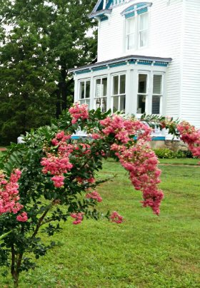 Large outdoor green plant with pink flowers in a yard